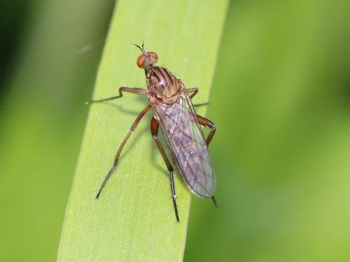 Empis livida